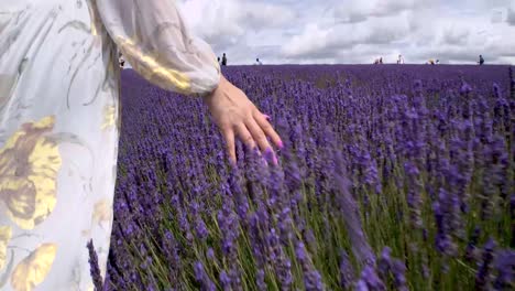Womans-hand-going-through-lavender-field-in-slow-motion-60fps-Anamorphic-4K-Stabilized-natural-colors-broadcast-quality