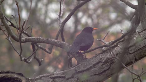 Slow-motion-medium-shot-of-a-Blackbird-sitting-on-a-thick-branch,-its-back-slightly-turned,-defecating-onto-the-branch