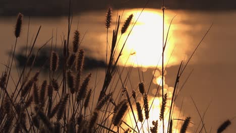 The-Sun-Setting-Sun-Light-Glistening-On-The-Lake-Water-In-the-Background-With-a-Out-of-Focus-Silhouette-of-Boat-Through-Some-Reeds-at-the-Golden-Hour-of-Dusk