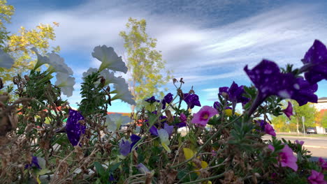 Blumen-Tanzen-Im-Wind-Mit-Blauem-Himmel-Im-Hintergrund