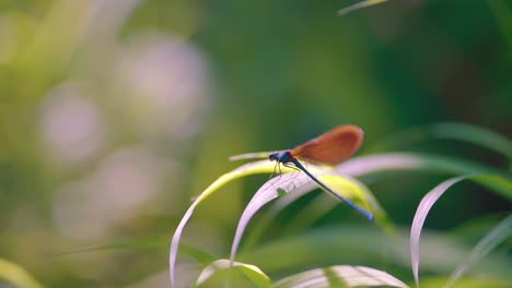 Close-up-of-a-blue-dragonfly-perched-on-reed,-playfully-swinging-Ebony-Jewelwing-in-slowmotion