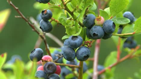 Blueberries---delicious,-healthy-berry-fruit