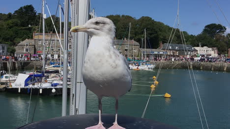 Cute-seagull-looking-around-for-its-next-meal-on-a-bright-sunny-day,-closeup