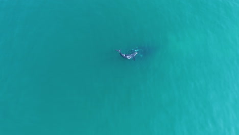 Aerial---high-top-down-view-of-Southern-Right-whale-calf-playing-on-top-of-its-mother-below-the-surface