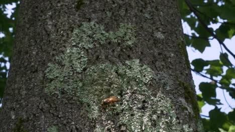 A-large-Cicada-Killer-Wasp-aka-Cicada-Hawk,-sits-on-a-tree-trunk-in-a-New-Jersey-forest