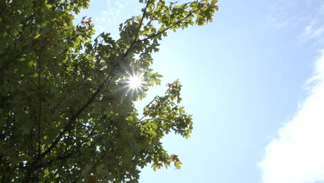 Sonnenlicht-Durch-Naturbäume-Sommer