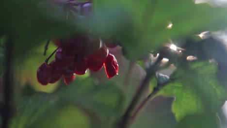 Close-up-shot-of-squished-wild-berries-with-backlight