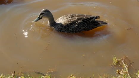 Pacific-black-duck-dives-into-river-water-searching-for-food