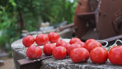Pan-shot-of-fresh-harvested-tomatoes-on-a-well