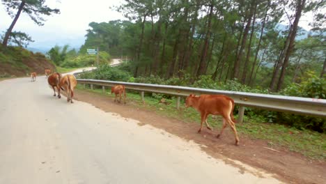 Passing-a-Vietnamese-farmer-moving-his-Southern-Yellow-cattle-up-the-mountain