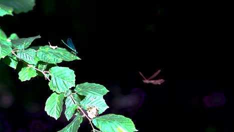 close-up-of-shiny-blue-and-golden-dragonflies,-Ebony-Jewelwing-flying-away-in-slowmotion