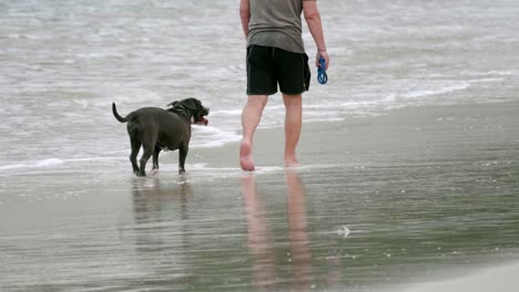 Black-Pit-Bull-playing-in-the-sea-with-the-owner-in-the-morning