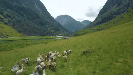 Aerial-close-up-of-wild-mountain-goats-running-through-the-mountains-during-the-summer-time