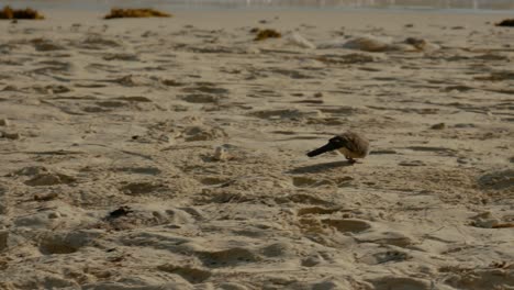 An-estriated-lovebird-walking-on-a-beach-at-afternoon