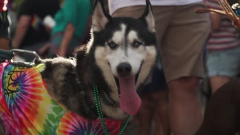 Husky-Walking-in-River-City-Pride-Parade-in-Jacksonville,-FL