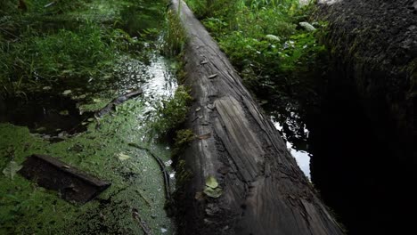 FPV-pan-up-looking-at-an-old-log-that-has-fallen-in-a-moss-covered-pond-with-running-water,-ferns-on-branches,-slow-motion