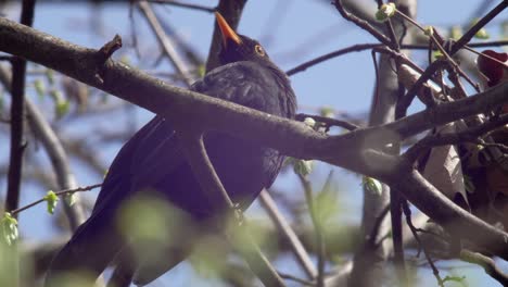Close-low-shot-of-a-young-Blackbird-sitting-in-a-tree,-his-feathers-looking-gorgeous-in-the-sunlight,-scanning-the-surroundings