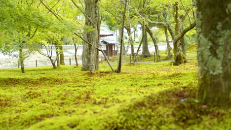 Schöner-Grüner-Japanischer-Garten,-Niedriger-Winkel,-Ruhiger-Und-Entspannender-Wind,-Der-In-Kyoto-Weht,-Sanfte-Beleuchtung-In-Japan,-Zeitlupe-4k