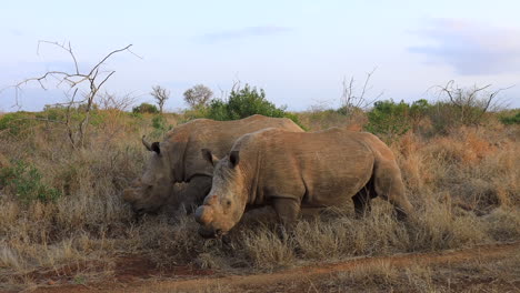 Los-Rinocerontes-Blancos-Descornados-Comen-Hierbas-Al-Borde-De-La-Carretera-En-La-Reserva-Privada-De-Thanda