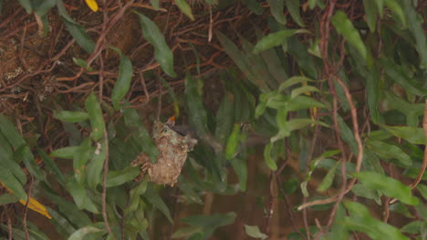 Hummingbird-chick-on-nest-while-its-mother--father-arrives-and-feeds-it-through-its-beak