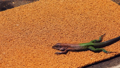 Ameiva-lizard-on-rug-in-front-of-a-lodge-in-the-Amazon-Rainforest