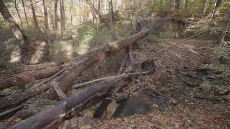 Water-flowing-past-dead-trees-through-rocks-and-autumn-leaves-in-Wissahickon