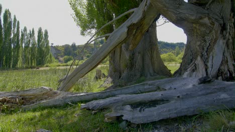 Tote-Bäume-In-Der-Prärie