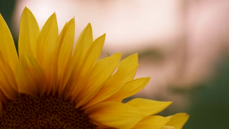 Sonnenblumenblüten-Im-Abendlicht-Der-Goldenen-Stunde-In-Nahaufnahme