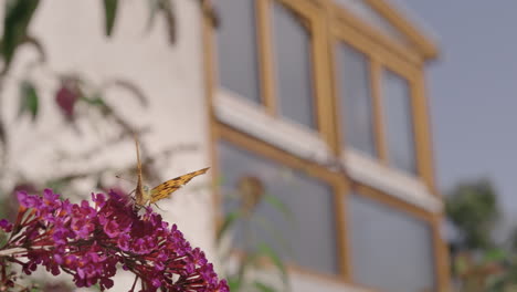 Butterfly-on-pink-buddleja-flower-in-front-of-a-house,-240fps