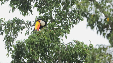 Toucan-eating-fruits-from-tree-open-shot