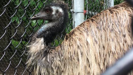 Emu-öffnet-Die-Augen-In-Der-Nähe-Des-Parkzauns,-Nahaufnahme,-Hoher-Parkzoo