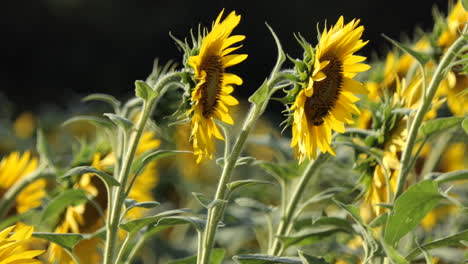 Sunflowers-seen-from-the-side-moving-dancing-with-the-breeze,-field-in-blurry-background