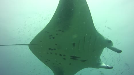 Manta-Ray-swimming-above-in-blue-waters-of-the-Indian-Ocean
