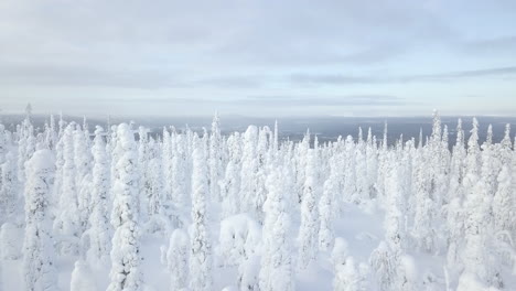 Aerial-view-of-snowy-forest-raising-up-to-reveal-open-winter-landscape-of-Palla-Yllas-National-Park-in-Lapland-Finland