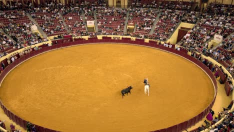 Bull-chases-horseman-in-bullring-during-Cavaleiro-stage-of-bullfight-in-Lisbon,-Portugal