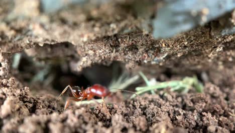 Red-ants-building-the-anthill-under-the-ground,-macro