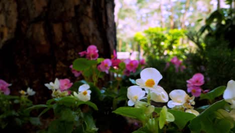 Nahaufnahme-Von-Blumen-Im-Garten,-Während-Sich-Die-Kamera-Von-Rechts-Nach-Links-Bewegt