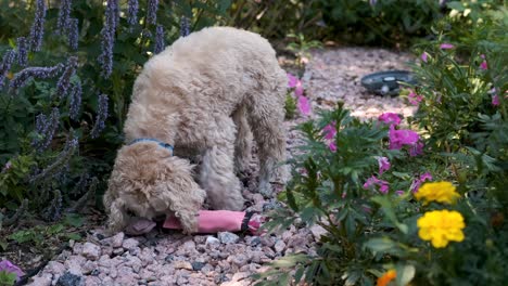 Cute-Dog-Bites-his-Chew-Toy-on-a-Flower-Garden-Path,-FIxed-Soft-Focus-Film-Look