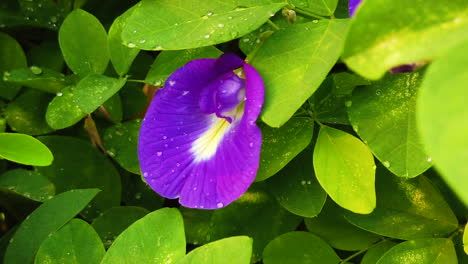 Close-up-shots-of-blue-butterfly-pea-flower-with-green-leaves-in-the-background