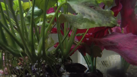 Bunte-Tropische-Fische-Im-Klarwasseraquarium-Mit-Treibholz,-Kies,-Grünen-Und-Roten-Pflanzen