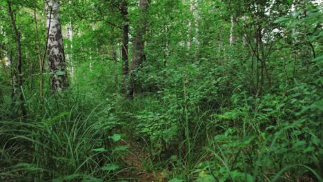 Polish-forest