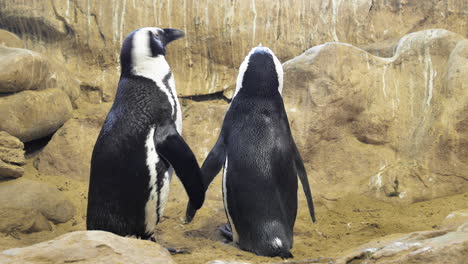 Two-African-Penguins-standing-together,-seemingly-holding-hands