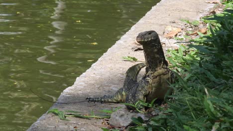 Asian-water-monitor-sunbathing-outdoors-next-to-a-lake-on-a-concrete-wall-and-green-grass
