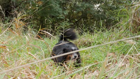 Ein-Aufgeregter-Kleiner-Australischer-Schäferhund,-Der-Durch-Ein-Feld-Mit-Hohem-Gras-Rennt