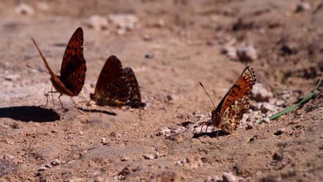 Red-yellow-butterflies-playing-on-the-ground