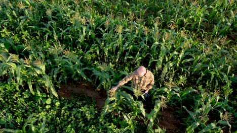 Aerial-turning-shot-of-farmer-inspecting-corn-crops-at-sunset-using-a-tablet-computer