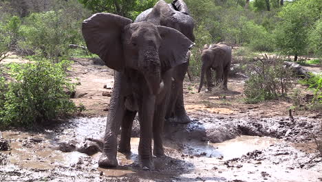Detail-Eines-Jungen-Elefanten,-Der-Sich-Am-Wasserloch-Suhlt