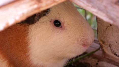 Close-up-of-a-small-guinea-pig-in-its-cage