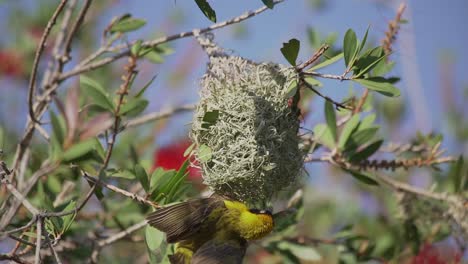 Yellow-weaver-building-nest-and-flapping-wings-before-flying