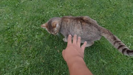Male-hand-petting-brown-cat-POV-in-on-gras
